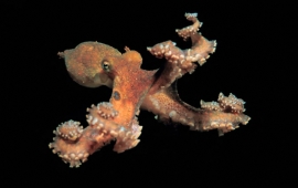 Octopus genome holds clues to uncanny intelligence